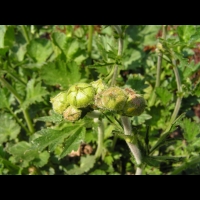 Geum urbanum var. Strictum (fam Rosacees) (Nouvelle-Zelande) (2)